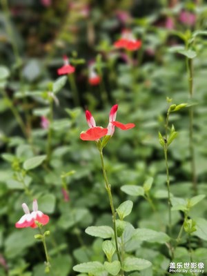 【時光留影】櫻桃鼠尾草