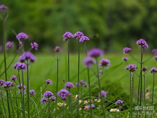 #五月的休閑時光——綠地