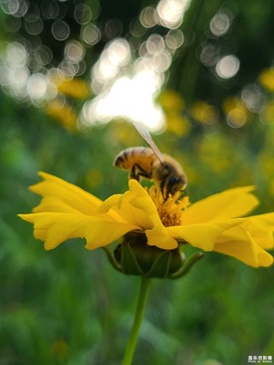 【時光留影】花叢中的蜜蜂