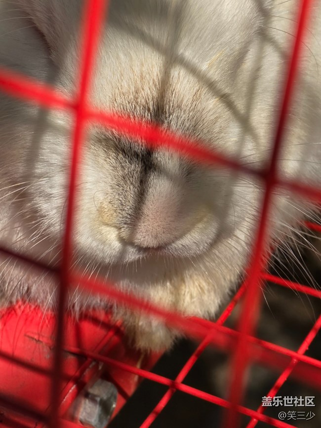 #五月的休閑時光-小動物