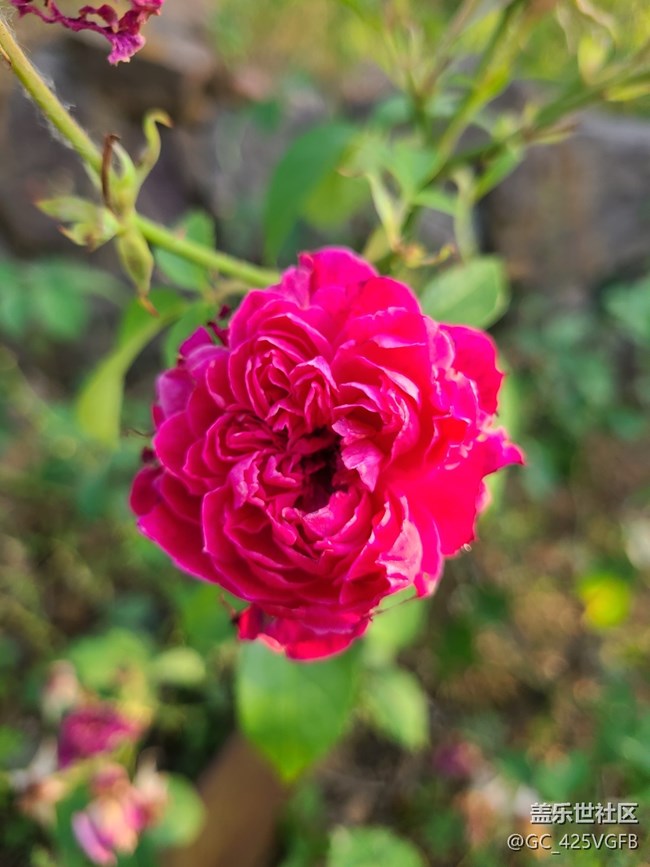 【最美的花朵】盛開的花兒