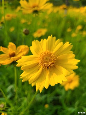 【時(shí)光留影】傍晚景色