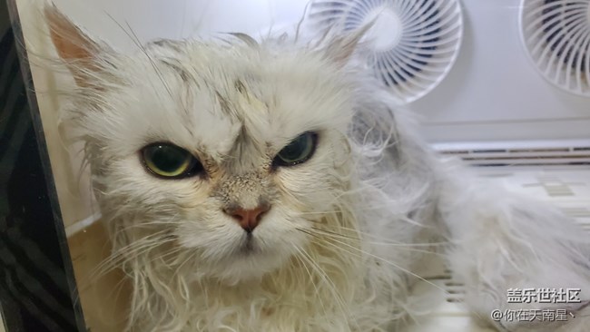 帶小貓咪去洗澡