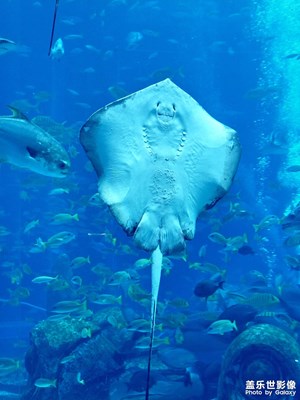 環(huán)海南·亞特蘭蒂斯