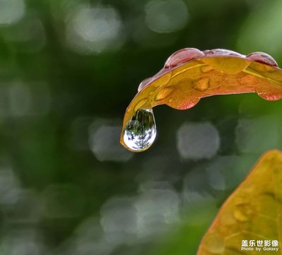 長焦微距之雨滴