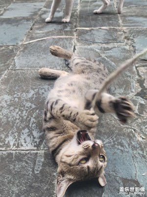 【時光留影】+ 貓