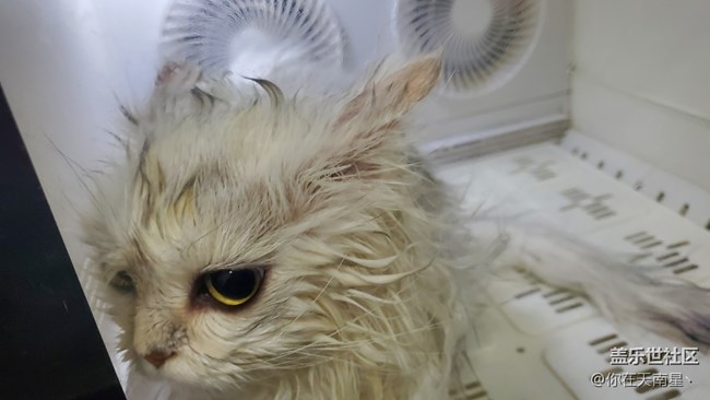 帶小貓咪去洗澡