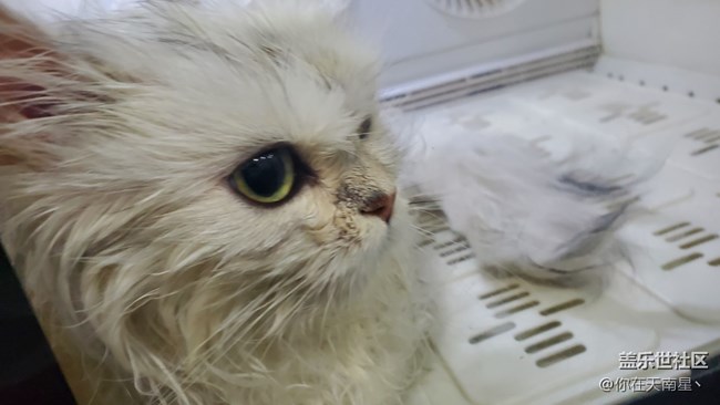 帶小貓咪去洗澡