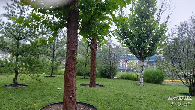 【捕捉初夏之美】雨林漫步