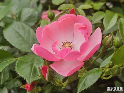 【時(shí)光留影】+?把握時(shí)光