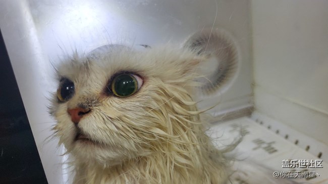 帶小貓咪去洗澡