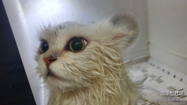 帶小貓咪去洗澡