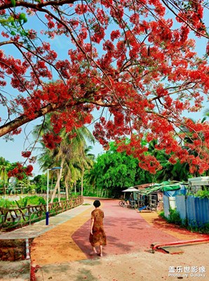 【時光留影】環(huán)海南·火鳳凰