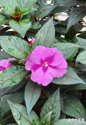 新幾內(nèi)亞鳳仙花