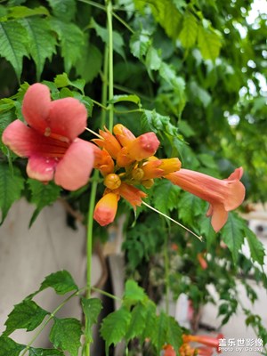 叫不上名字的花