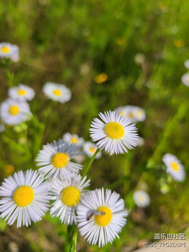 【初夏的顏色】多彩初夏