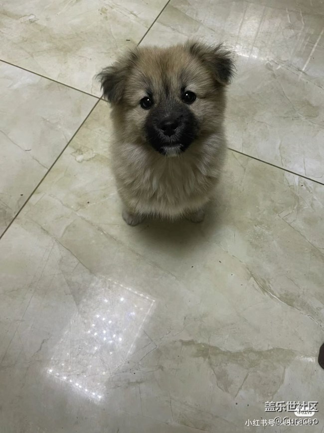 【陪伴我的動(dòng)物伙伴】養(yǎng)了三個(gè)月的狗狗