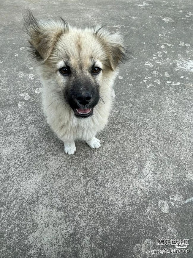 【陪伴我的動(dòng)物伙伴】養(yǎng)了三個(gè)月的狗狗