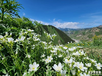 【尋光獵影】山花爛漫果子溝