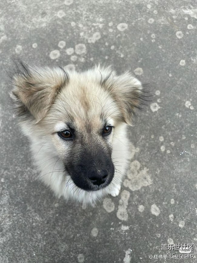 【陪伴我的動(dòng)物伙伴】養(yǎng)了三個(gè)月的狗狗