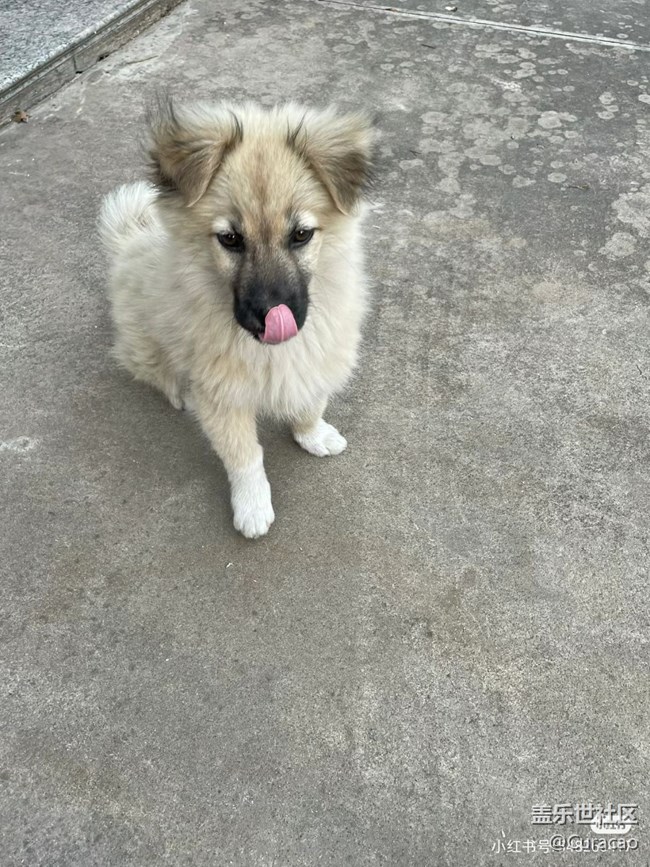 【陪伴我的動(dòng)物伙伴】養(yǎng)了三個(gè)月的狗狗