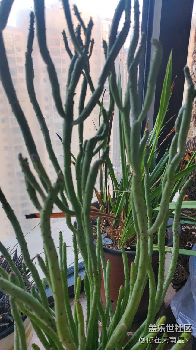 【記錄每一幀】+家里的小植物