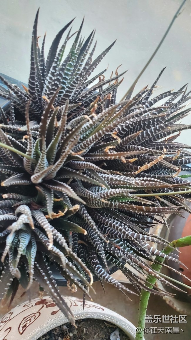 【記錄每一幀】+家里的小植物