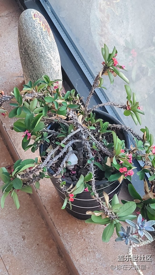 【記錄每一幀】+家里的小植物