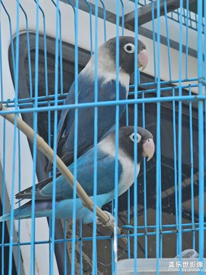 【尋光獵影】+籠中雀