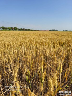 穩(wěn)了，豐收！