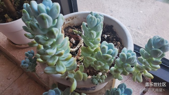 【記錄每一幀】+家里的小植物