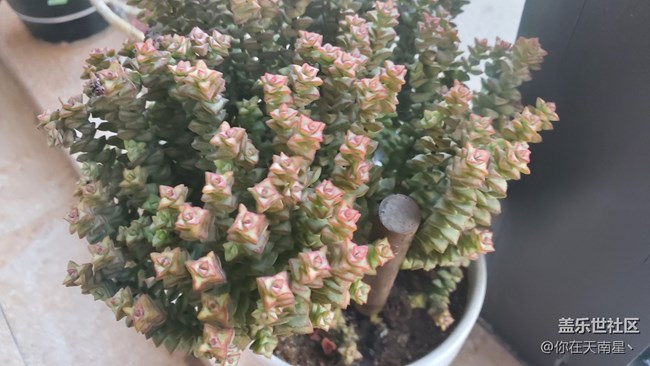 【記錄每一幀】+家里的小植物