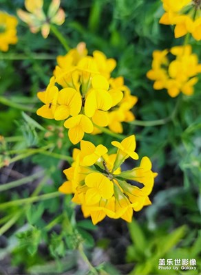 【尋光獵影】+ 不錯的花花草草