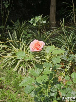 【尋光獵影】追花