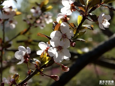 【尋光獵影】鏡頭里的花與葉