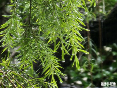 【尋光獵影】+ 長焦雨景