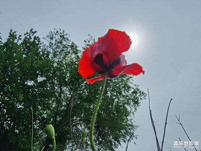 【尋光獵影】風(fēng)姿卓越虞美人