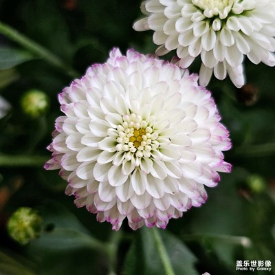 【尋光獵影】+ 賞花