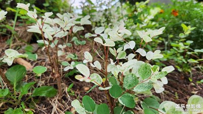 【尋光獵影】+?花園