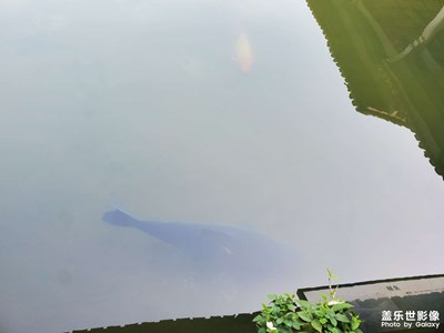 【尋光獵影】+ 魚??