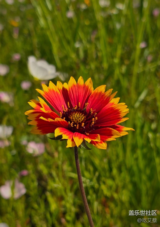 更懂你的AI+鈦金屬影像旗艦標(biāo)桿-Galaxy S24 Ultra