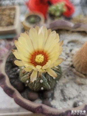 仙人球開花了????