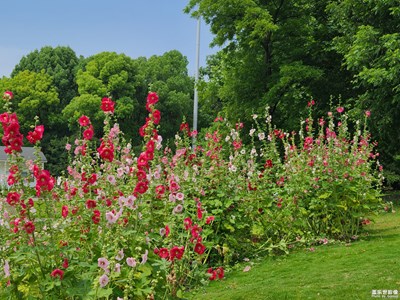 【尋光獵影】美麗的花
