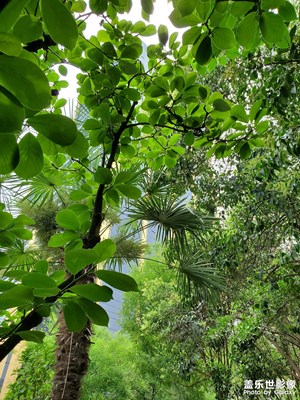 【尋光獵影】+ 多云