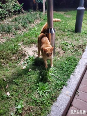 【尋光獵影】+ 流浪貓