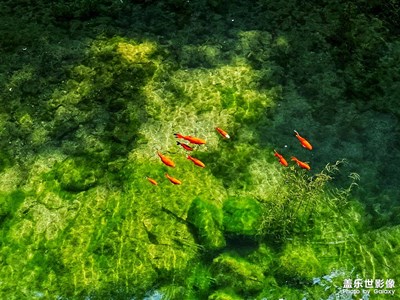 【濃情端午】+?魚翔淺底