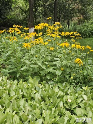【濃情端午】向陽花