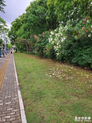 【濃情端午】+?路邊的花