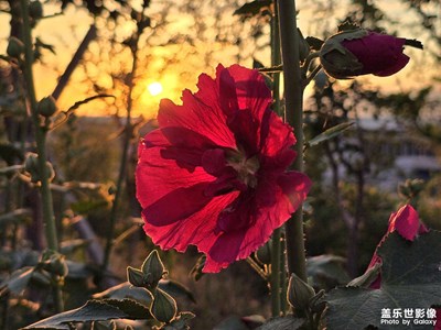 【濃情端午】+ 場景小拍