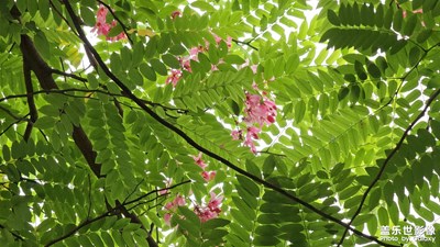 【濃情端午】色彩